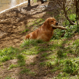 what were golden retrievers bred for glenlomond golden retrievers what were golden retrievers bred for glenlomond golden retrievers
